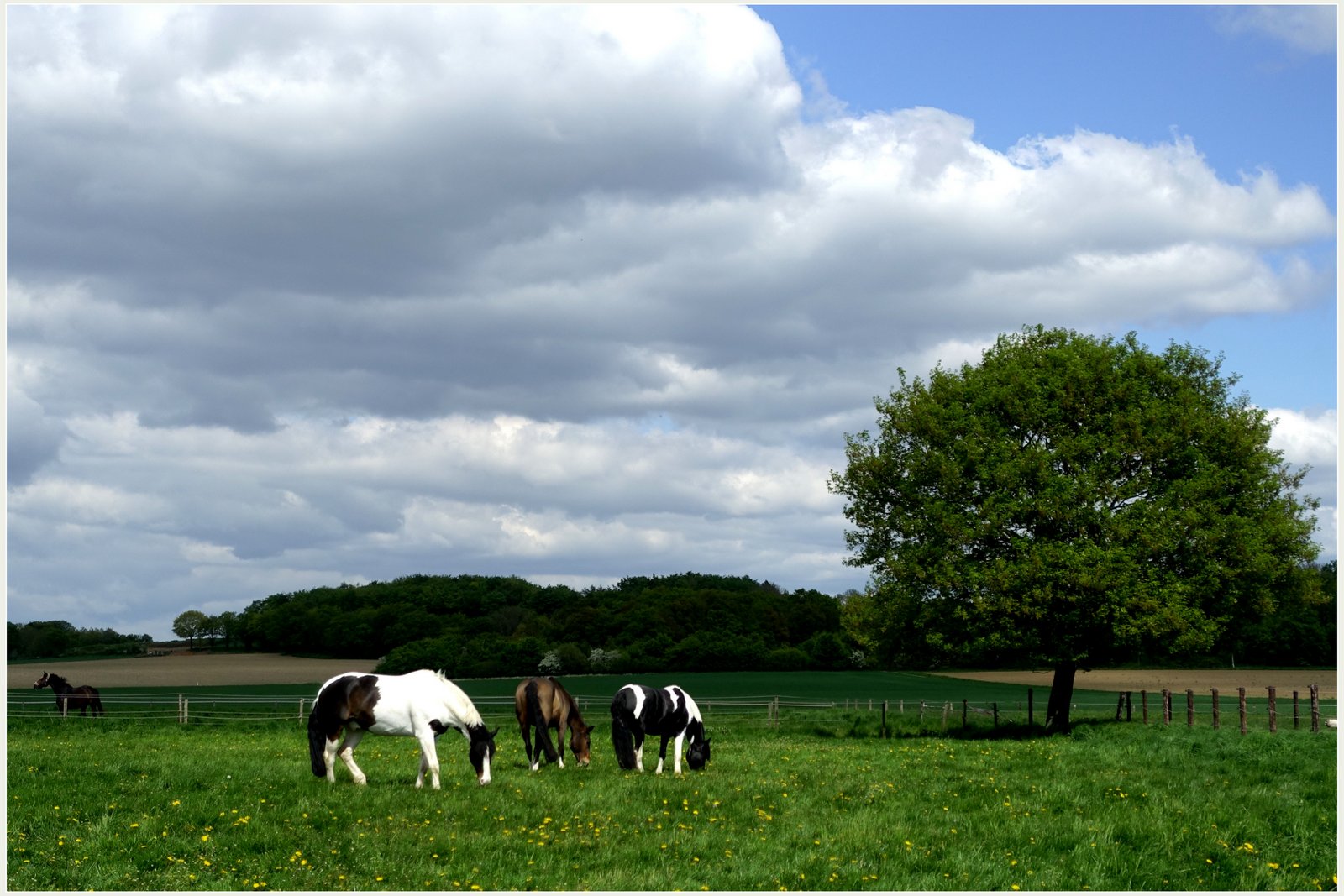 Spaziergang im Grünen