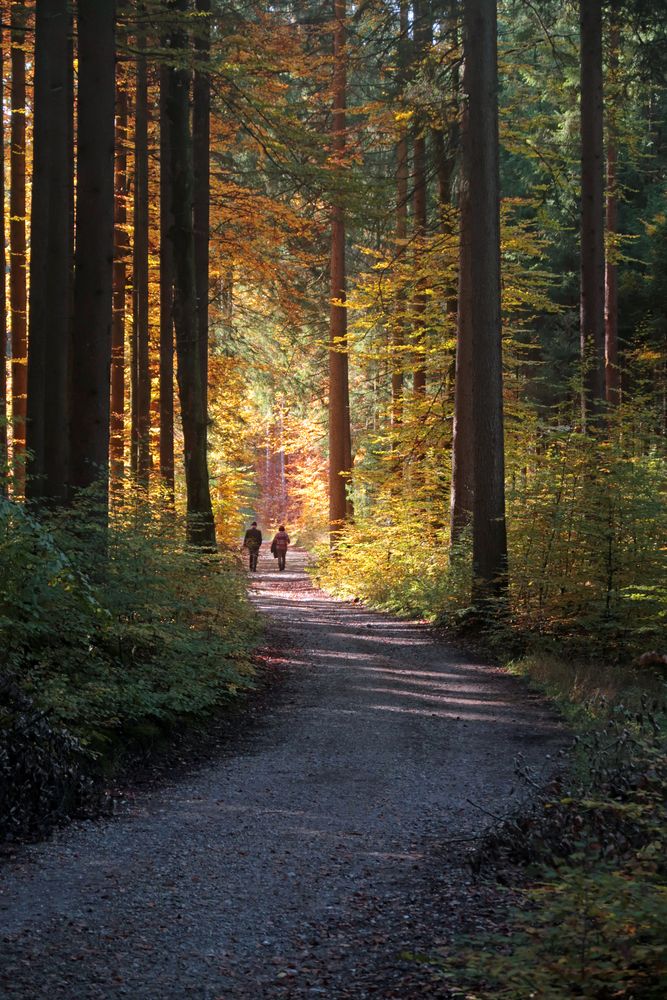 Spaziergang im Herbst