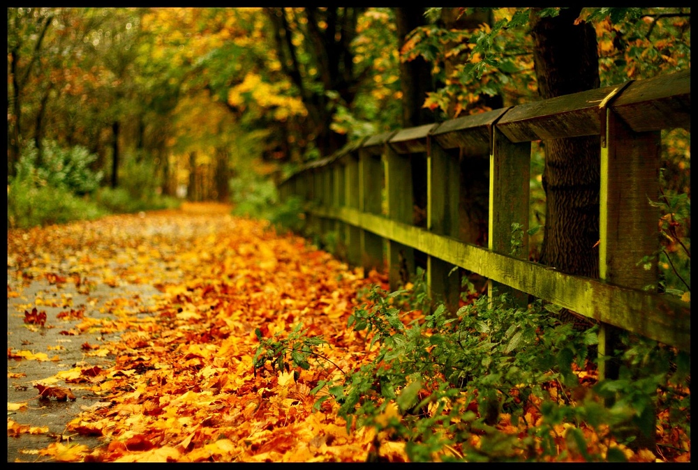 spaziergang im herbst