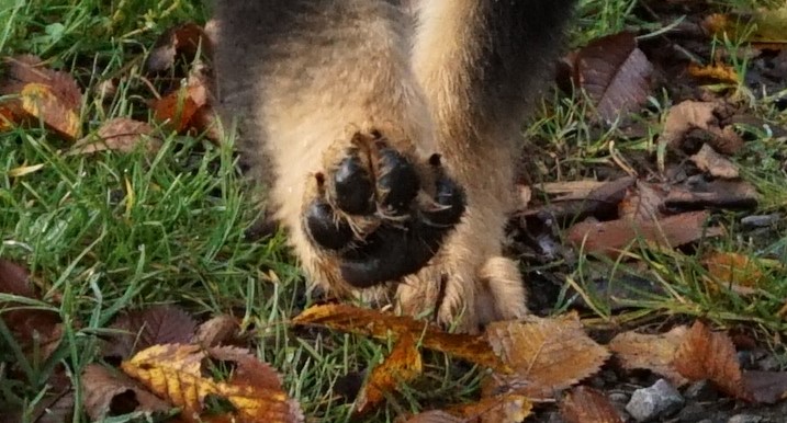 Spaziergang im Herbst