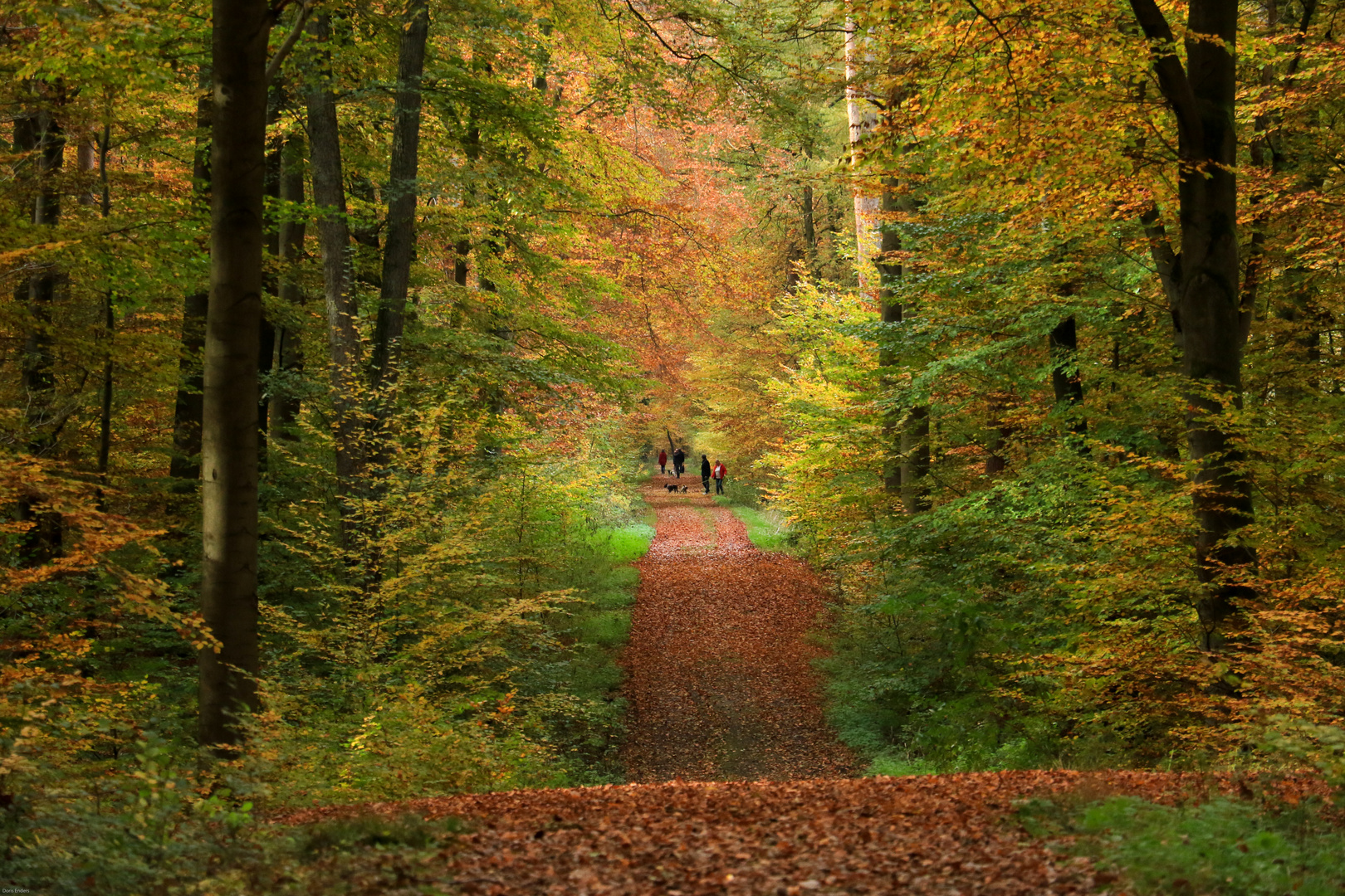 Spaziergang im herbstlichem Wald