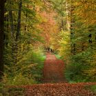 Spaziergang im herbstlichem Wald