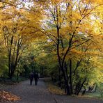 Spaziergang im herbstlichen Kurpark Oberlaa