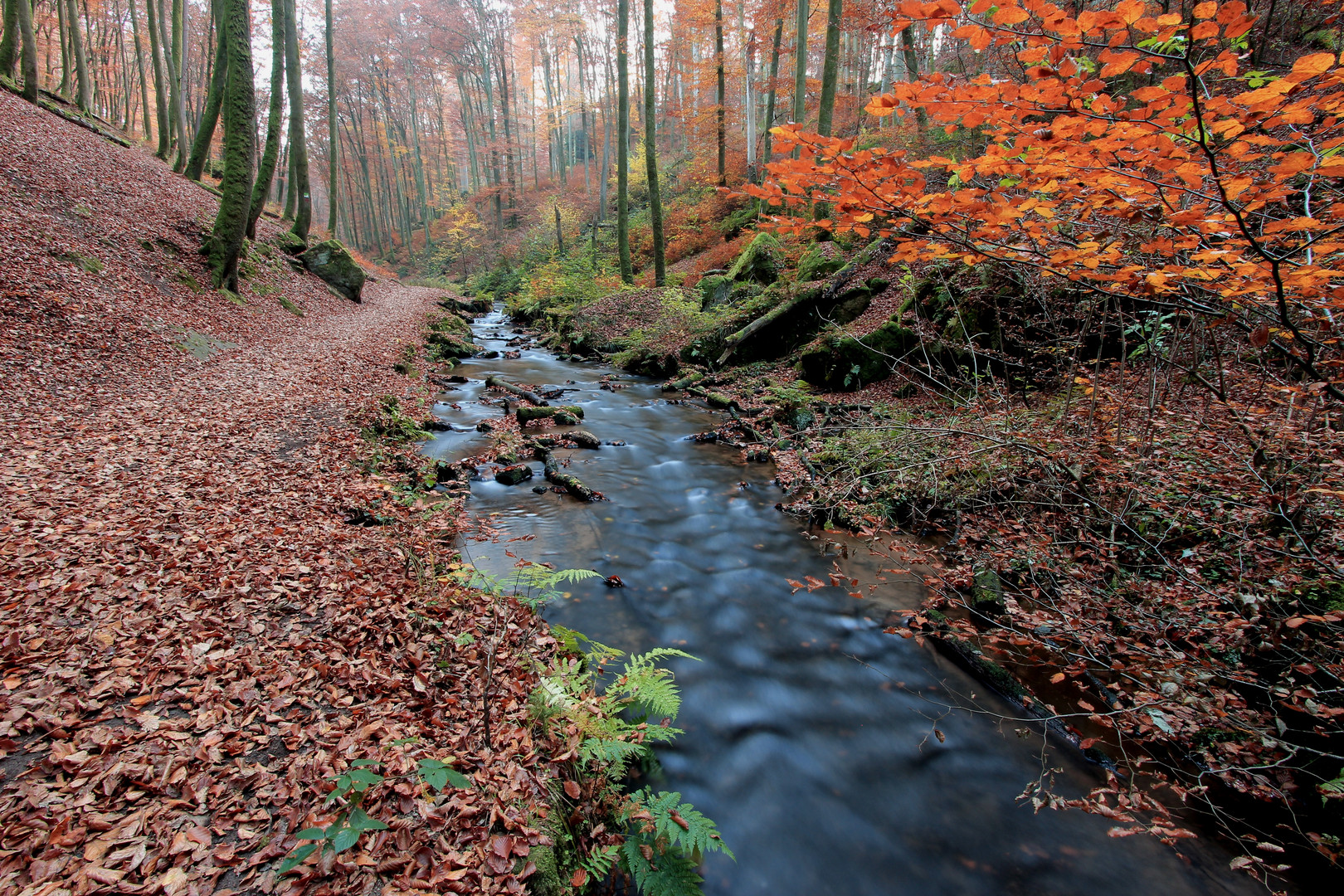 Spaziergang im Herbstlichen Pfälzer Wald