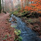 Spaziergang im Herbstlichen Pfälzer Wald