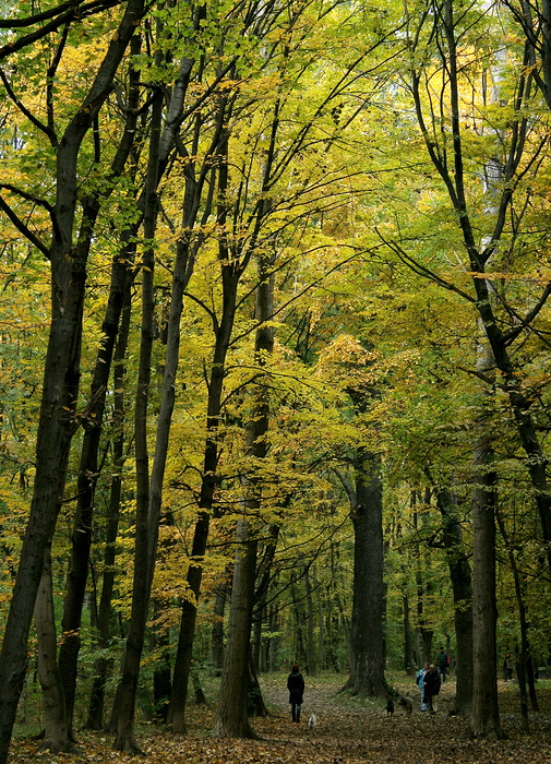 Spaziergang im herbstlichen Prater