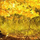 Spaziergang im herbstlichen Wald