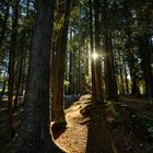 Spaziergang im Herbstlicht