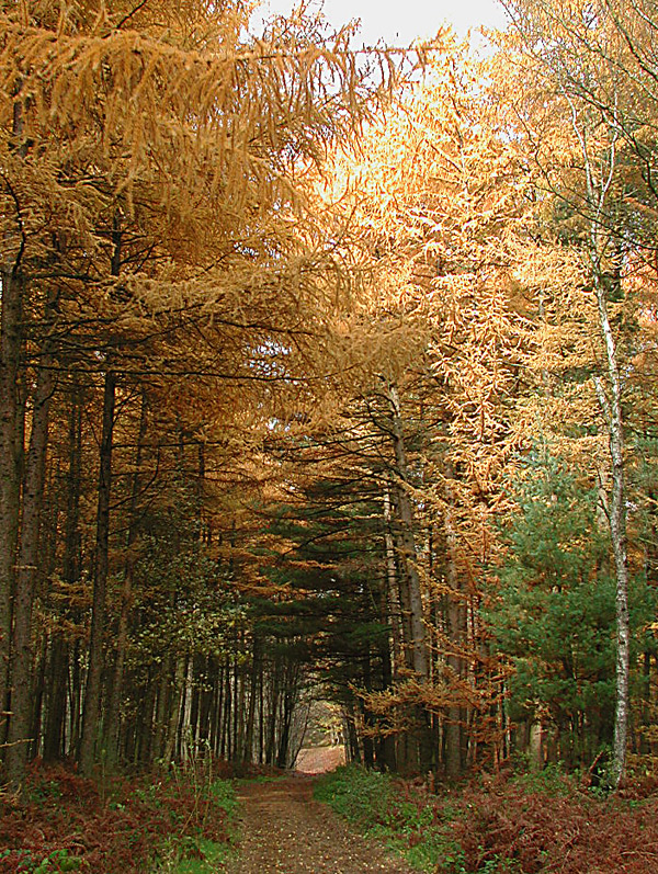 Spaziergang im Herbstwald