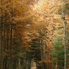 Spaziergang im Herbstwald