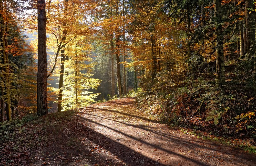 Spaziergang im Herbstwald Foto & Bild natur, herbst, landschaft Bilder auf