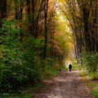 Spaziergang im Herbstwald