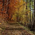 Spaziergang  im Herbstwald