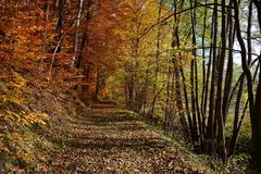 Spaziergang  im Herbstwald