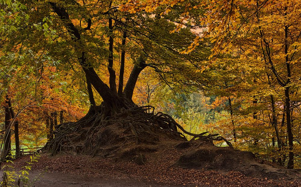 Spaziergang im Herbstwald