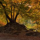 Spaziergang im Herbstwald