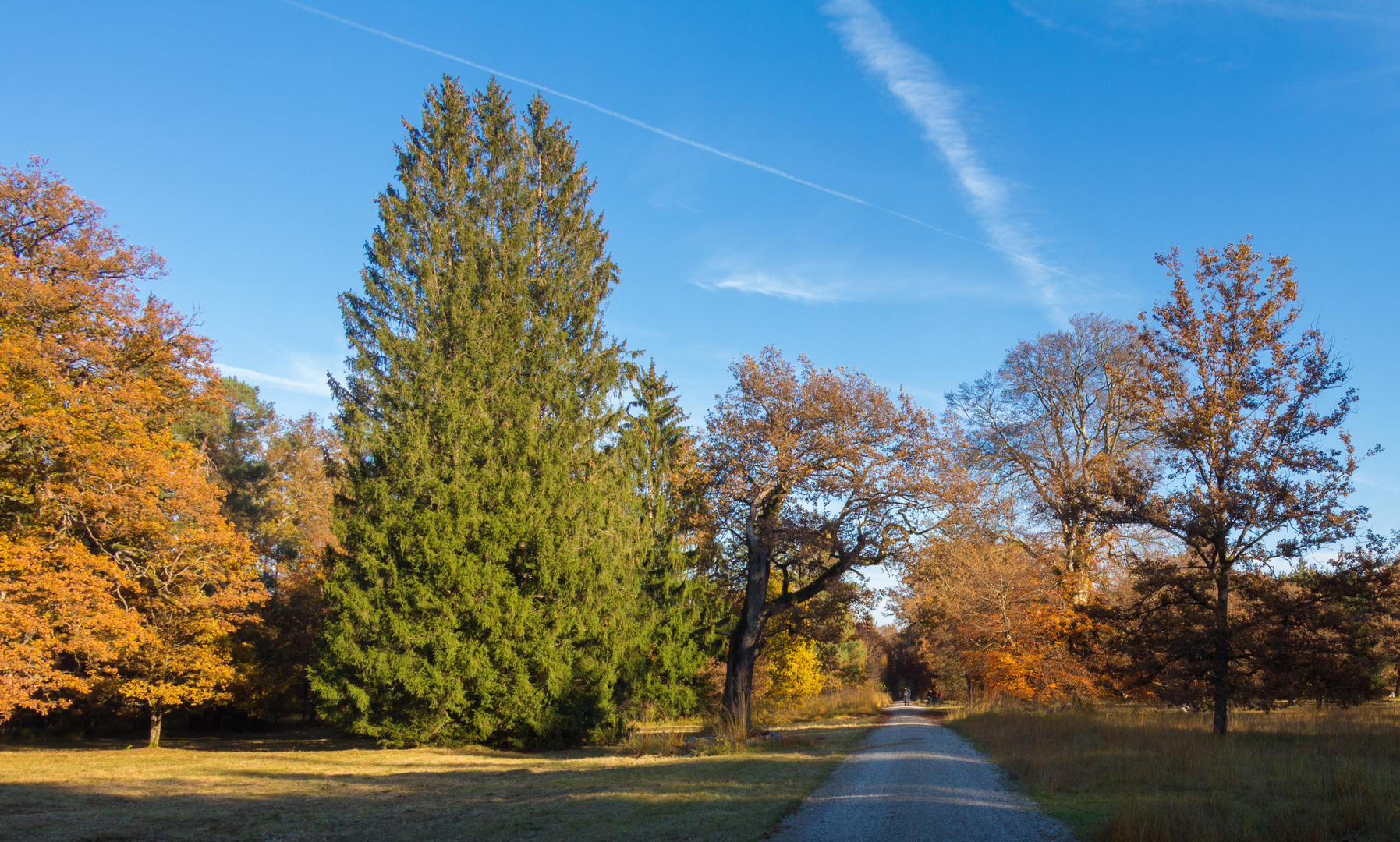 Spaziergang im Herbstwald