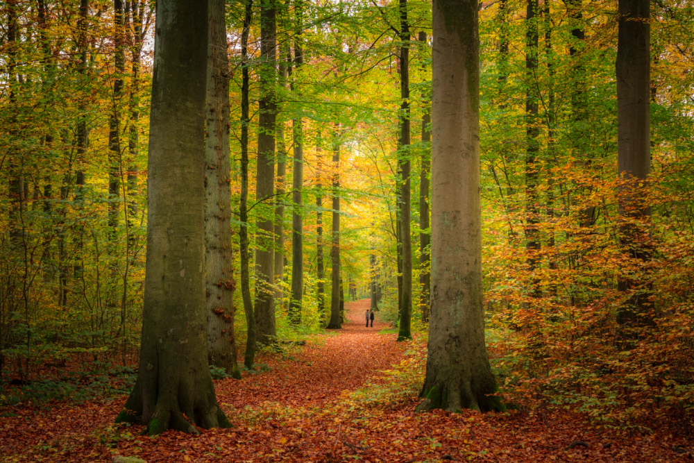 Spaziergang im Herbstwald