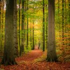 Spaziergang im Herbstwald