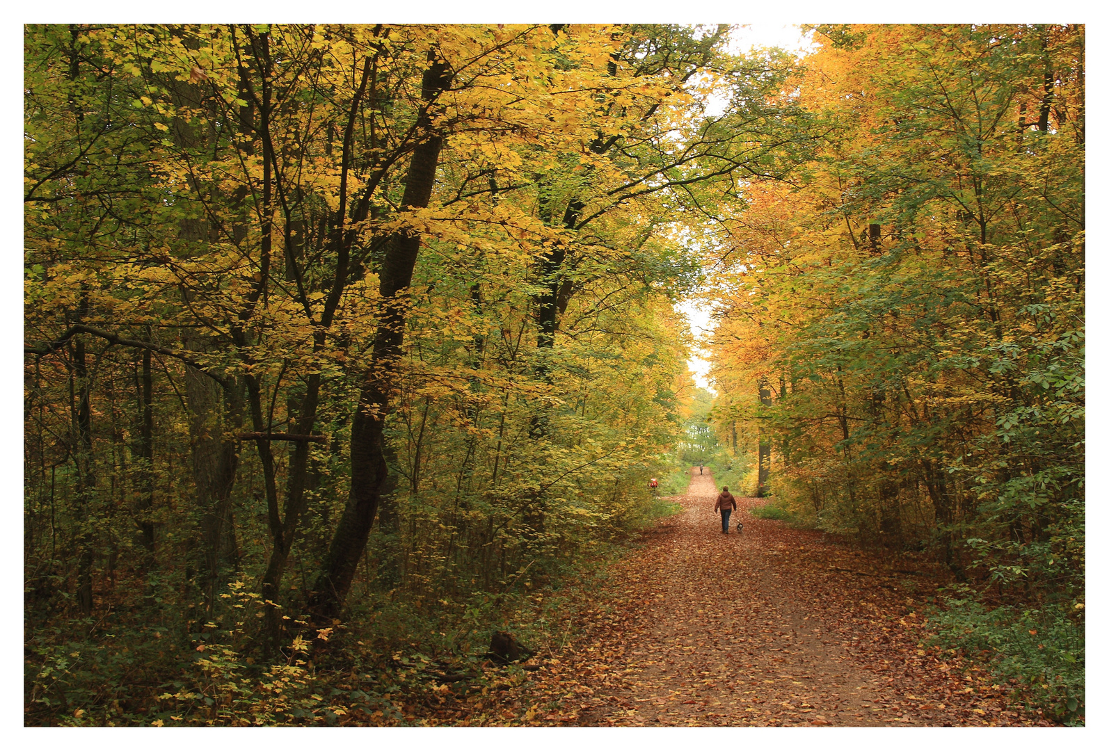 Spaziergang im Herbstwald Foto & Bild jahreszeiten, herbst, bäume Bilder auf