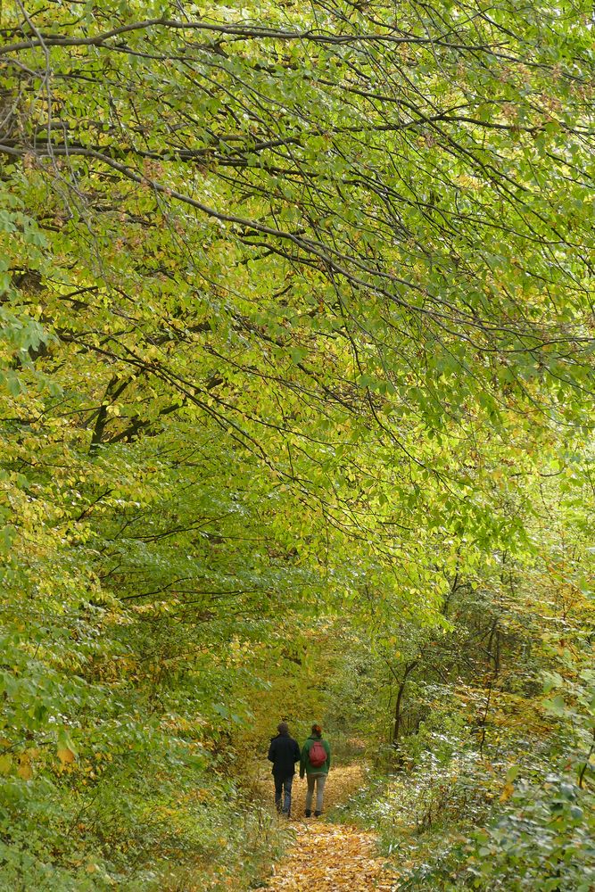 Spaziergang im Herbstwald