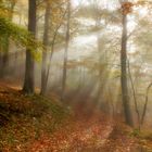 Spaziergang im Herbstwald