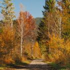 Spaziergang im Inzeller Moor