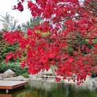 Spaziergang im japanischen Garten