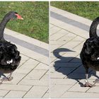 Spaziergang im Kurpark