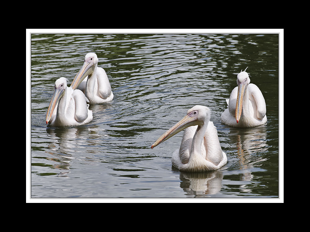 Spaziergang im Luisenpark 2