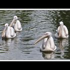 Spaziergang im Luisenpark 2