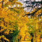 Spaziergang im Mombacher Waldfriedhof