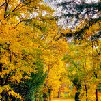 Spaziergang im Mombacher Waldfriedhof