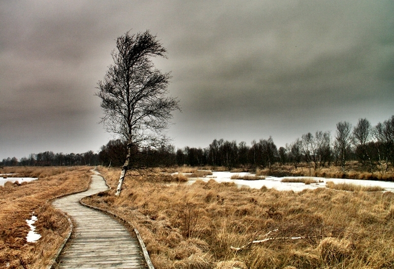 Spaziergang im Moor