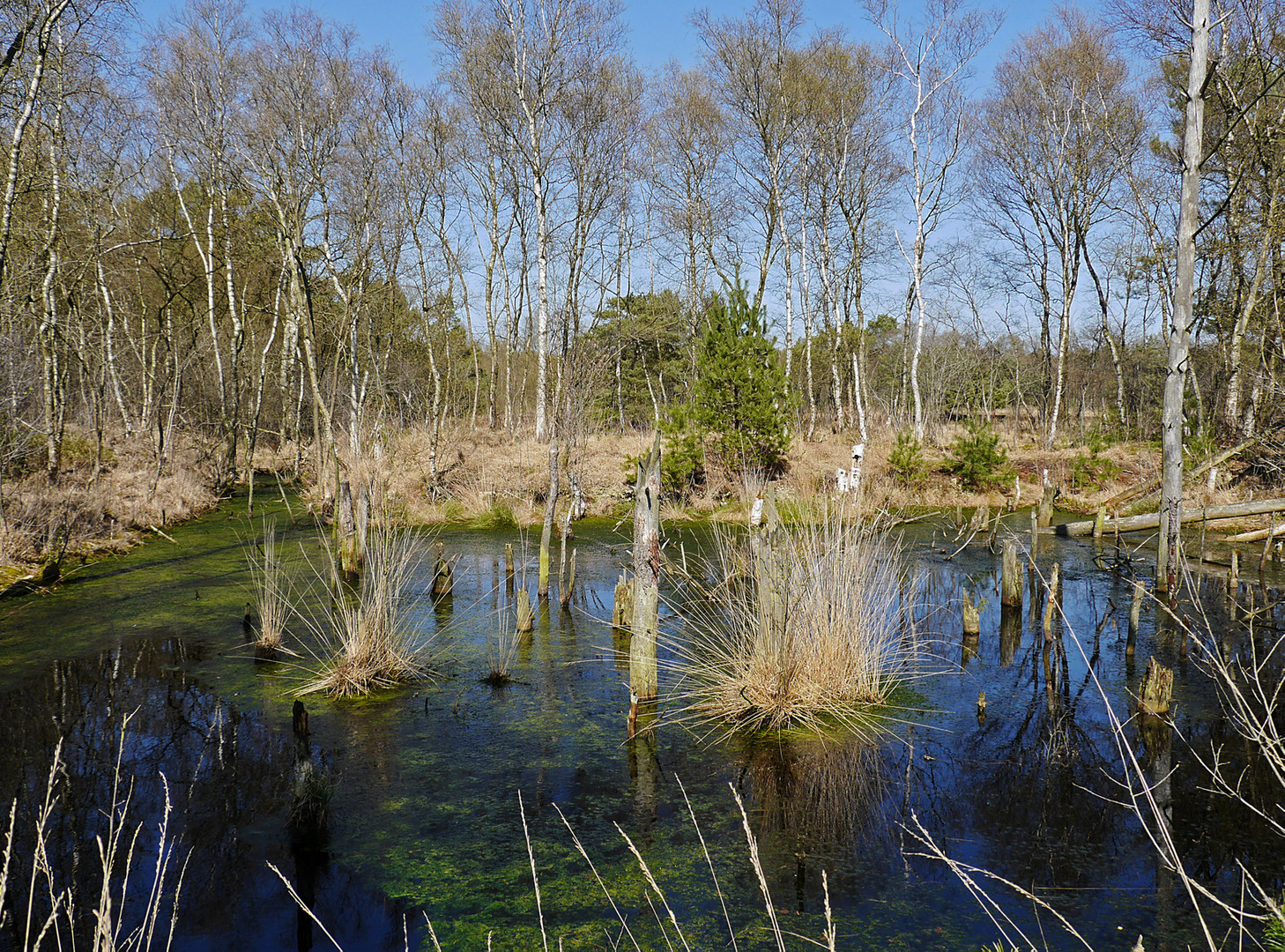 Spaziergang im Moor