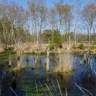 Spaziergang im Moor