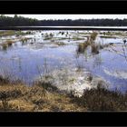 Spaziergang im Moor