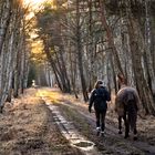 Spaziergang im Moor