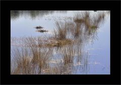 Spaziergang im Moor