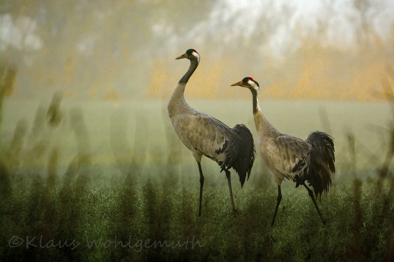 Spaziergang im Morgennebel