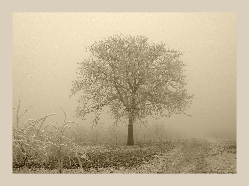 Spaziergang im Nebel