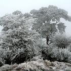 Spaziergang im Nebel