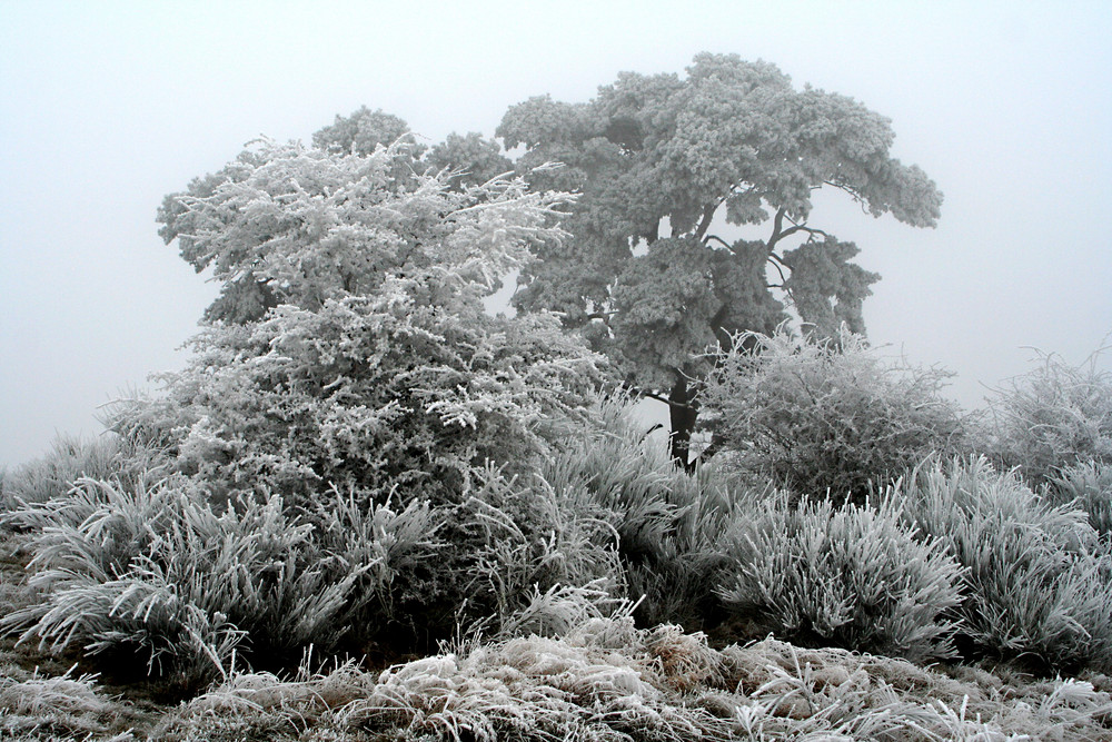 Spaziergang im Nebel