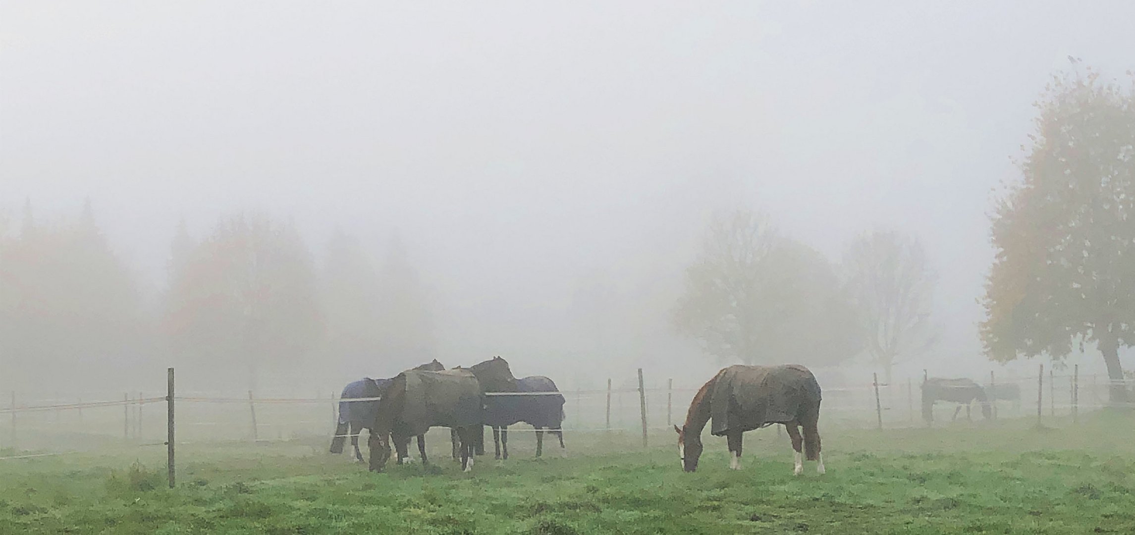 Spaziergang im Nebel