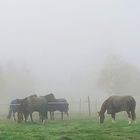 Spaziergang im Nebel