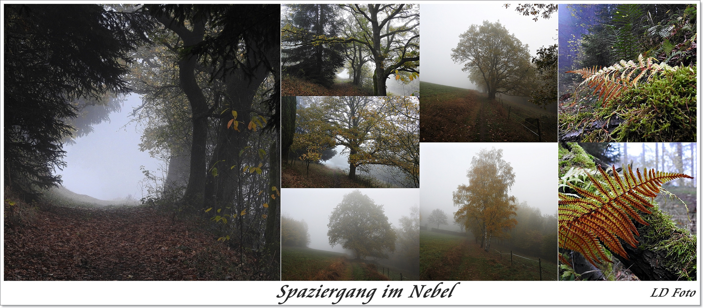 Spaziergang im Nebel 