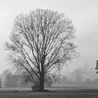 Spaziergang im Nebel