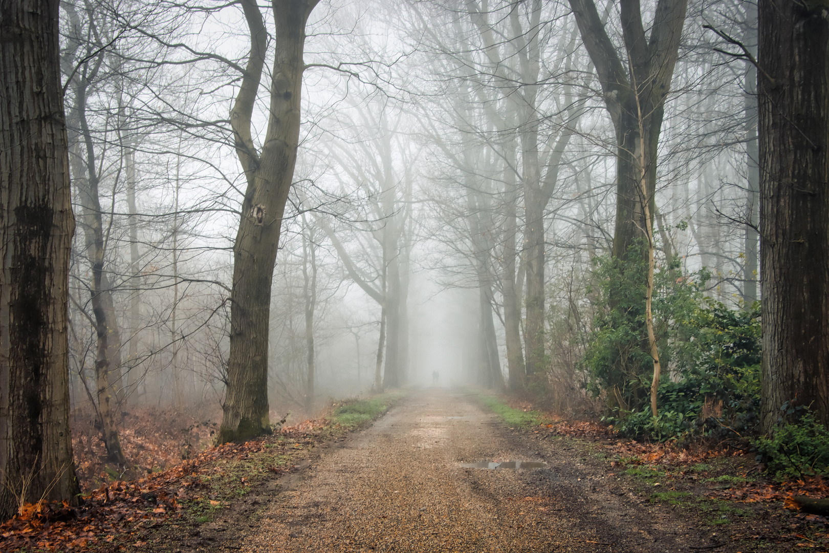 Spaziergang im Nebel