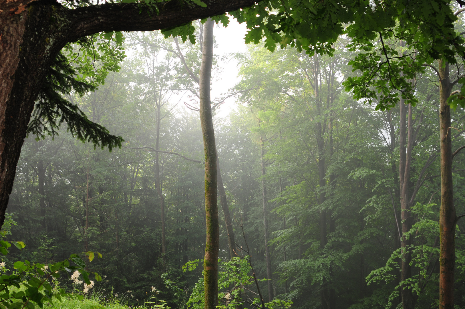 Spaziergang im Nebel