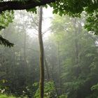 Spaziergang im Nebel